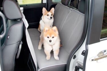 愛犬家必見のイベント「アウトドアドッグフェスタin八ヶ岳 2022」にHonda Dogブースが出展、新型ステップワゴンも展示