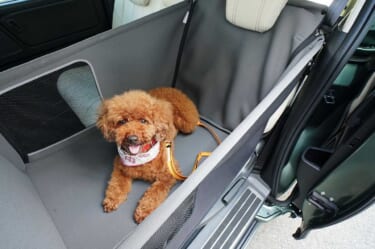 飛行機内も宿泊施設もレンタカーも、全部愛犬と一緒!【界×スターフライヤー】提供の温泉旅プランにHonda dogシリーズが採用