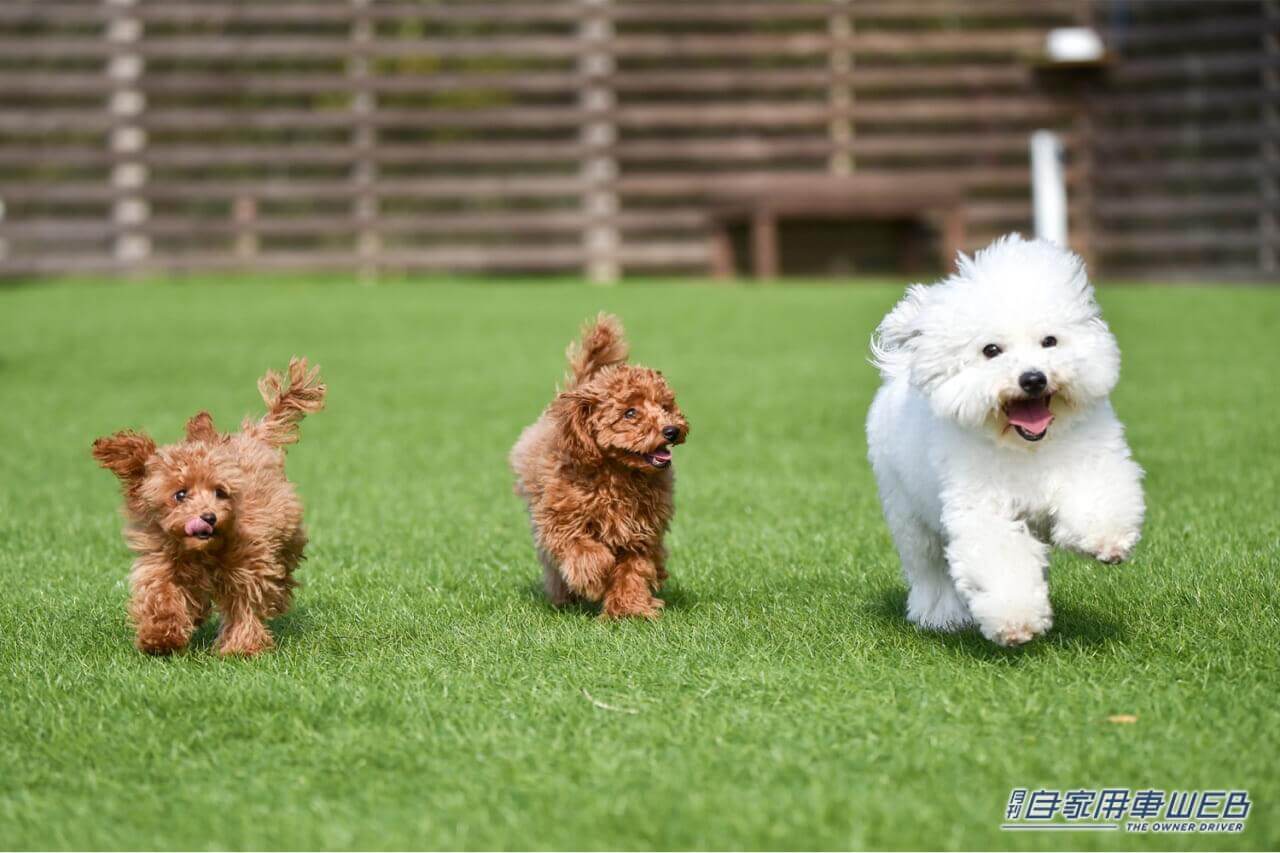 |最高のアウトドアを体験できる『プライベートヴィラグランピング富士山中湖 』が待望のオープン!