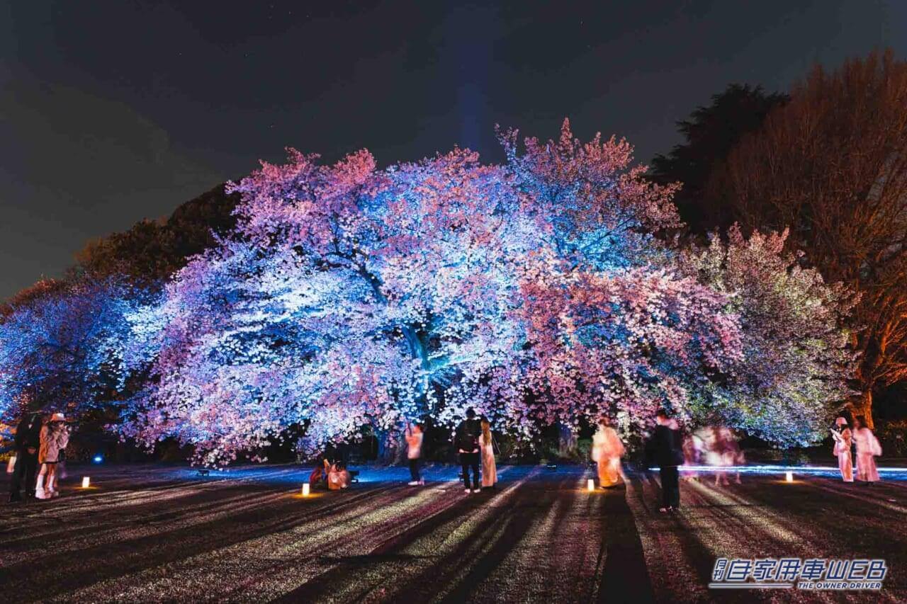 |トヨタ「MIRAI」が夜桜を彩る『NAKED桜の新宿御苑2023』