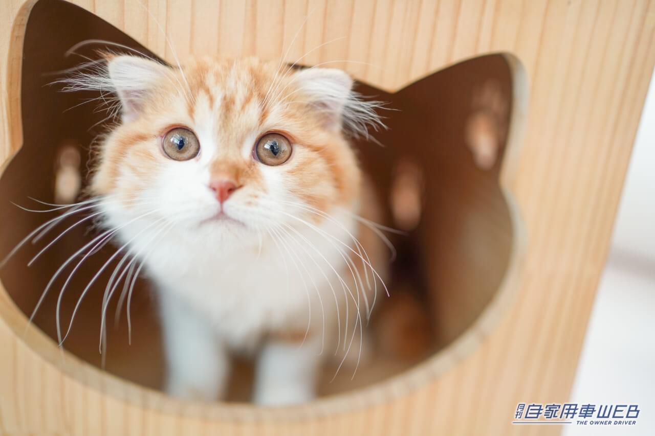 |イオンモール豊川がグランドオープン!注目のステーキ店や猫カフェも!