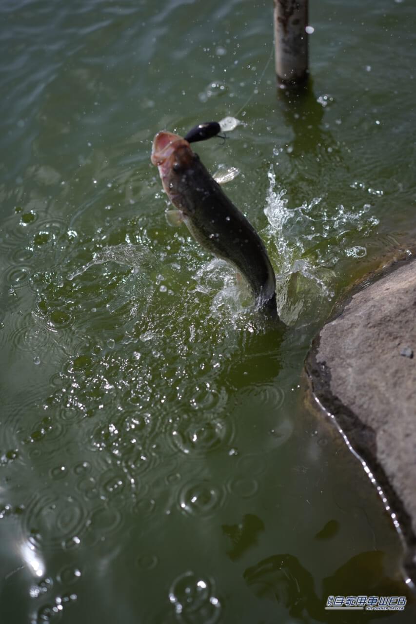 |群馬県前橋市に新たなレジャースポットが!バス釣りが楽しめる管理釣り場『BRGD POND(ブリゲードポンド)』が4月29日にオープン