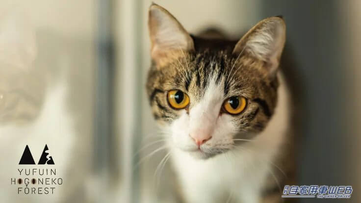 |ネコが主役のテーマパーク「YUFUIN HOGONEKO FOREST」が湯布院に!オープンは2023年秋