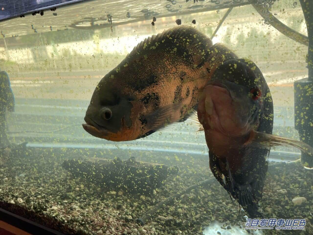 |ルノー新型カングーに乗って、メヒコにシーフード料理を食べに行ってきた!