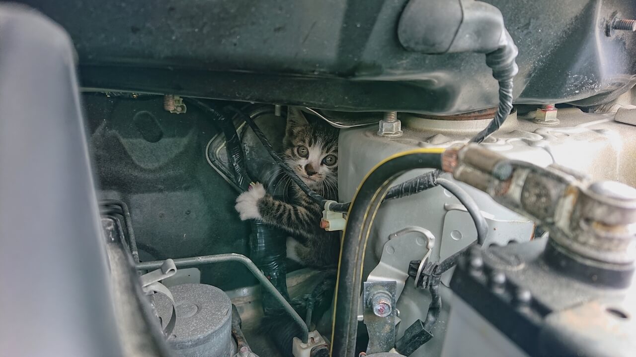 エンジンルーム内にいる猫のイメージ画像|「戦慄した…」夜の駐車場でよく見かける、実はかなり怖い状況。命を落とす危険、想像するだけで痛ましい。