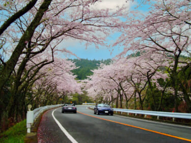 お花見ドライブを検討しているドライバー必見! 「アネスト岩田ターンパイク箱根」の山頂で、無料のコーヒーを提供するイベントが開催