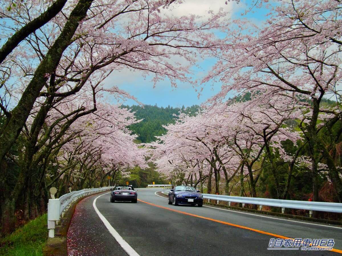 お花見ドライブを検討しているドライバー必見! 「アネスト岩田ターンパイク箱根」の山頂で、無料のコーヒーを提供するイベントが開催