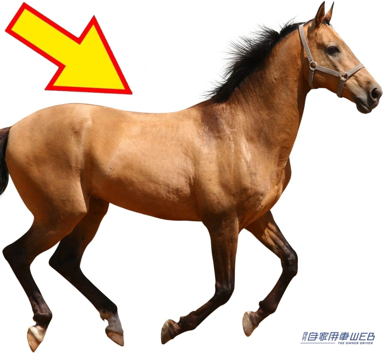 ｜「コイツ、実はクルマです…」馬って公道OKなの！？高速道路は？