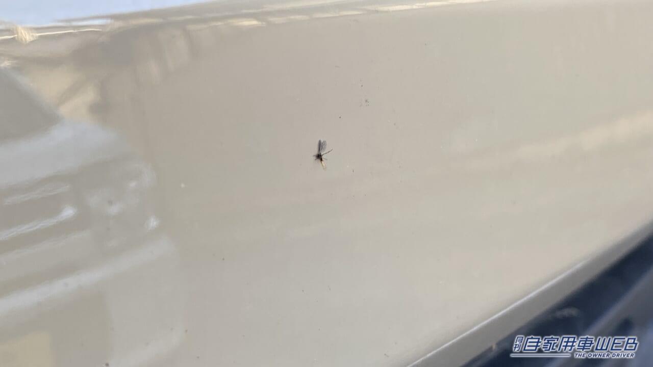 |「おいおい、勘弁してくれ…」車に血痕、突然過ぎて気持ち悪い。一体なぜ?