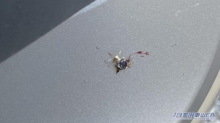 車に激突した蚊の死骸。