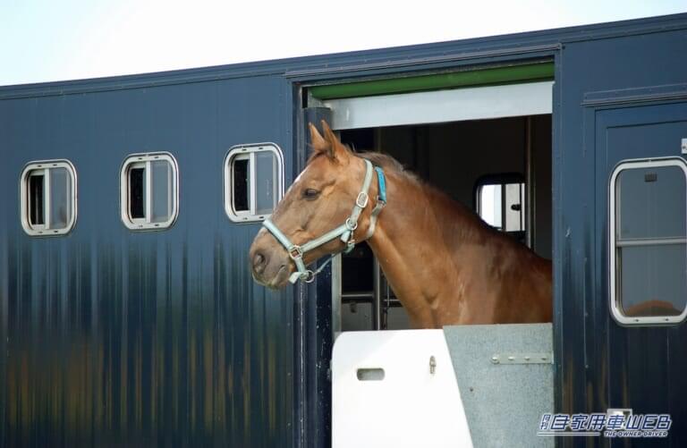 馬運車から顔を出す馬の写真