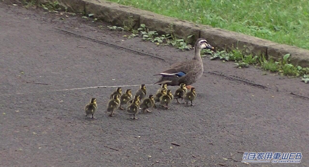 |【こんな標識が…?】これは一体何に注意なの?気を付けたいポイントは?