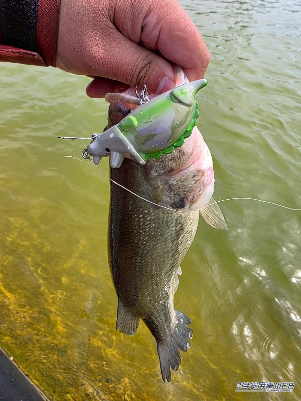 |ルノー・アルカナで行く“1000km”超えの釣り遠征!噂のイーテックフルハイブリッドの燃費&走行性能をズバリ!