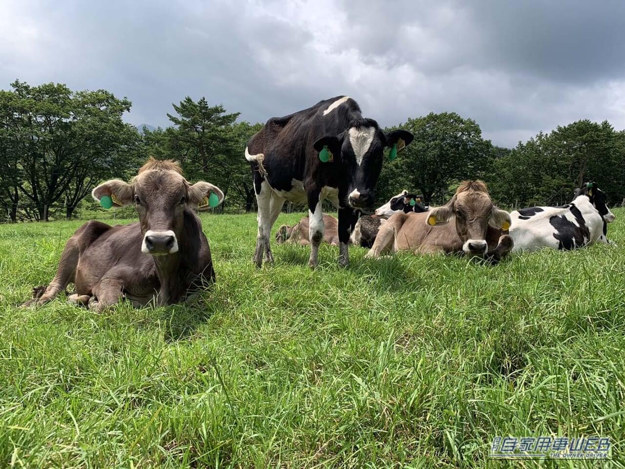 |車中泊旅行にオススメ! 快適に、そして安全に楽しめる「RVパーク」最新情報 【 栃木県日光市・ RVパーク 大笹牧場 】
