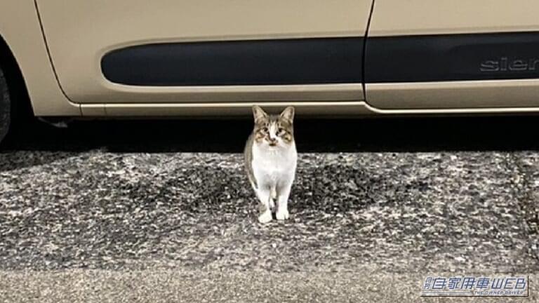 クルマの下から出てきた猫。｜「戦慄した…」夜の駐車場でよく見かける、実はかなり怖い状況。命を落とす危険、想像するだけで痛ましい。