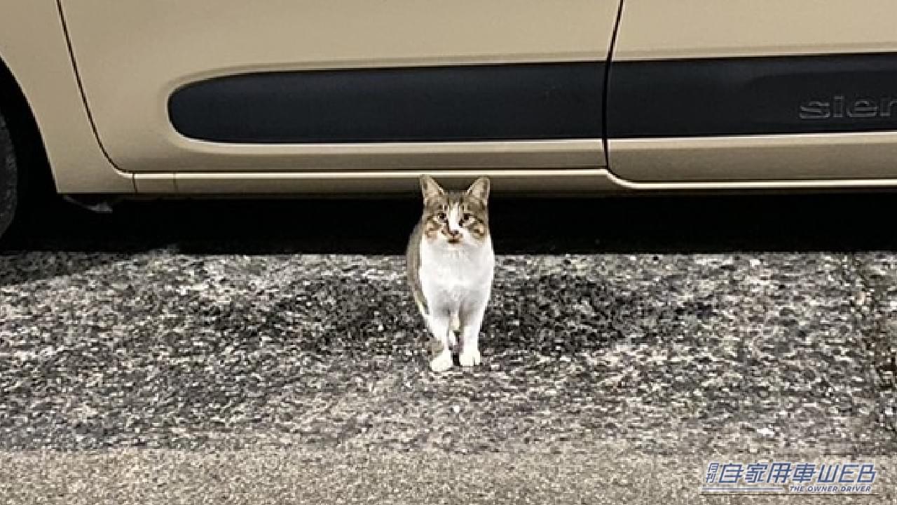 |「戦慄した…」夜の駐車場でよく見かける、実はかなり怖い状況。命を落とす危険、想像するだけで痛ましい。