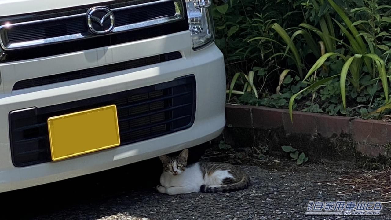 |「戦慄した…」夜の駐車場でよく見かける、実はかなり怖い状況。命を落とす危険、想像するだけで痛ましい。