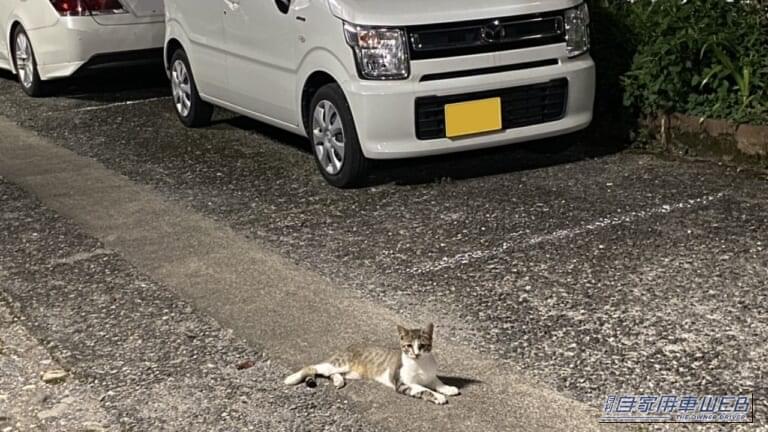 駐車場でくつろぐ猫。｜「戦慄した…」夜の駐車場でよく見かける、実はかなり怖い状況。命を落とす危険、想像するだけで痛ましい。