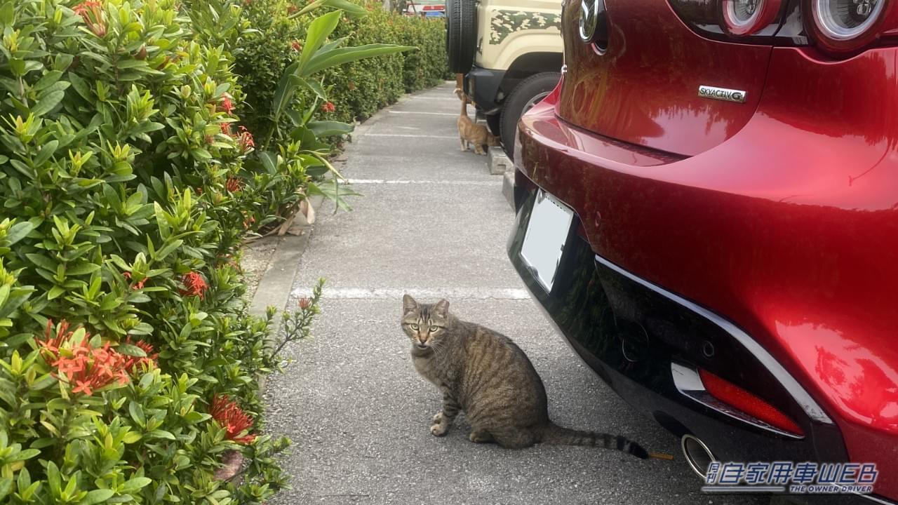 沖縄の猫。|「戦慄した…」夜の駐車場でよく見かける、実はかなり怖い状況。命を落とす危険、想像するだけで痛ましい。