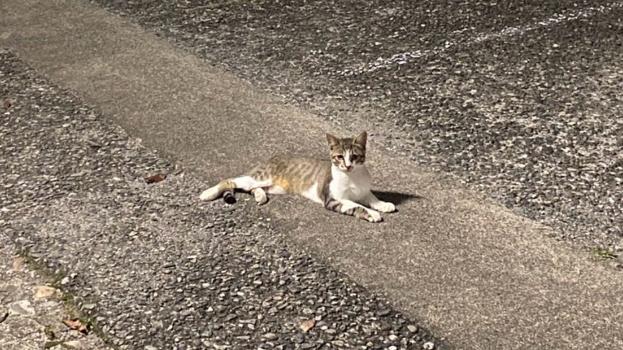 「猫の写真」を投稿すると100円、愛好家にブッ刺さる神企画！日産の調査によると「駐車場で猫を見たことがある」ひとは全体の約75％