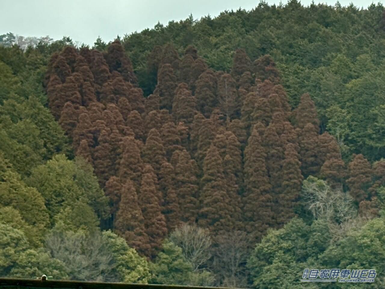 2026年2月中旬に撮影した、花粉を持った雄花により赤茶色に色づいた杉林|「そのエアコン設定 実はヤバい…」愛車の花粉対策。知らないと車内が地獄に。2026年春のピーク直前対応マニュアル