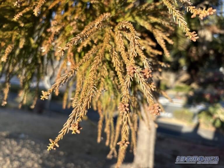 杉の葉の先に付いた、花粉を蓄えたつぼみ|「そのエアコン設定 実はヤバい…」愛車の花粉対策。知らないと車内が地獄に。2026年春のピーク直前対応マニュアル