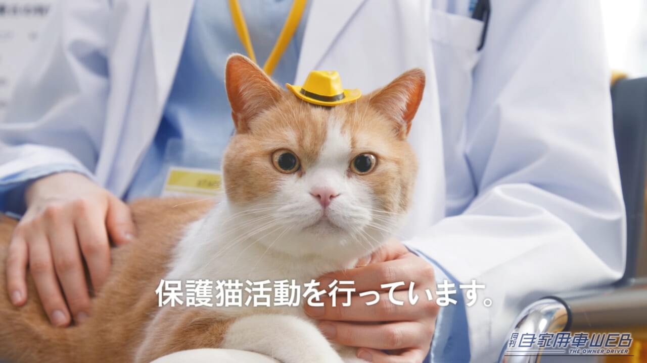 |猫パンチが救いの一手に!イエローハット「全国交通にゃん全運動」で保護猫支援の輪を広げよう