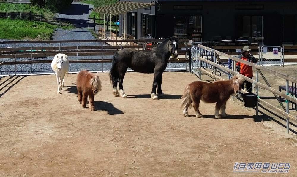 【車中泊旅行におススメ！ RVパーク最新情報】「乗馬体験やドッグラン、カフェを備えた”馬と波音に癒される” RVパーク」 ～ 茨城県ひたちなか市／RVパークA-VILLAGE～