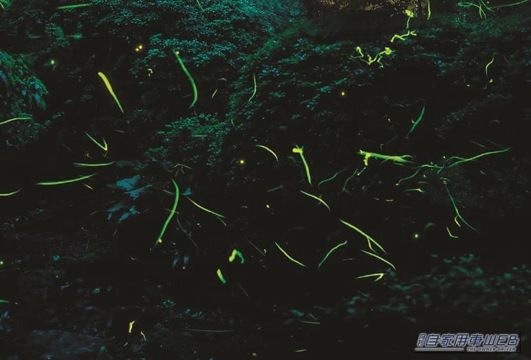 ゲンジボタル｜「自生する蛍が静寂の中で舞う幻想的な光景」を楽しめる初夏の風物詩、”箱根小涌園ほたる祭り”を見にいこう！【ドライブにおすすめ観光スポット情報】
