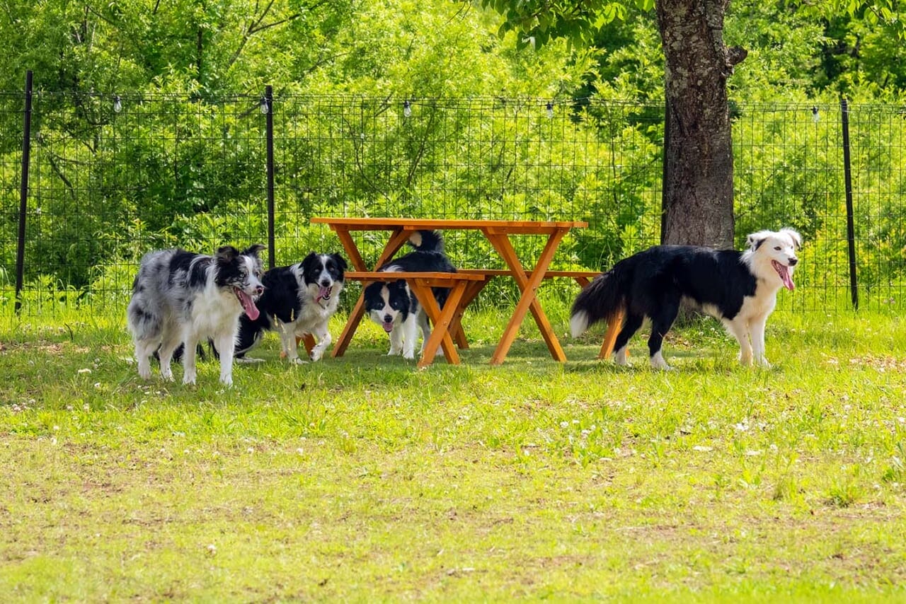 RVパーク ペンション歩野慕野L｜【車中泊旅行におススメ！ RVパーク最新情報】愛犬と一緒に裏磐梯の自然を満喫し、走って、癒されて、食べて楽しむ“ほのぼの”なRVパーク『福島県北塩原村／RVパーク ペンション歩野慕野』
