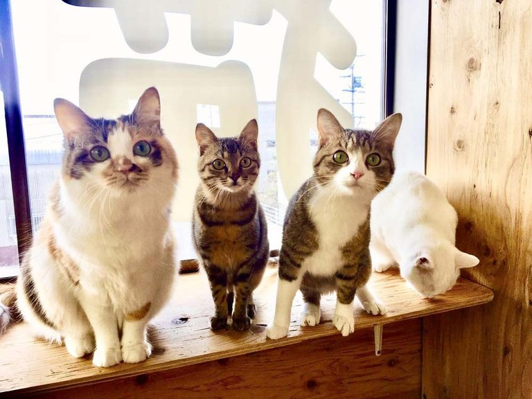 【新着！ RVパーク最前線】全国でも珍しい「猫カフェ」が併設されたユニークなRVパーク『三重県津市／RVパーク Enjoy』