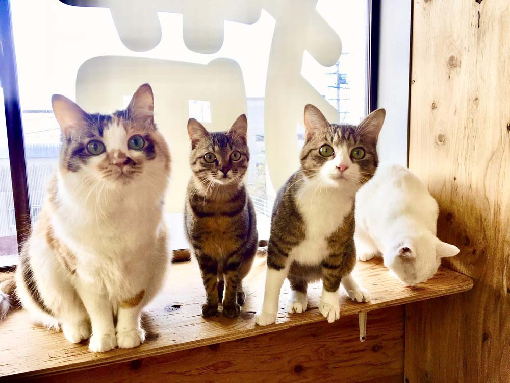【新着！ RVパーク最前線】全国でも珍しい「猫カフェ」が併設されたユニークなRVパーク『三重県津市／RVパーク Enjoy』